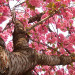 arvore-sakura-cerejeira