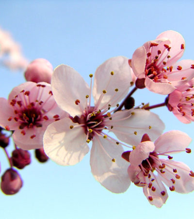 Sakura – Festa da Cerejeira