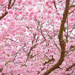 flores-cerejeira