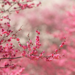 sakura-cerejeira