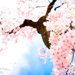 sakura-flor-cerejeira