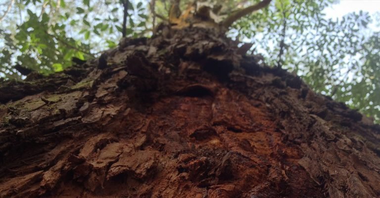 Dia da Árvore no Parque Estadual Campos do Jordão