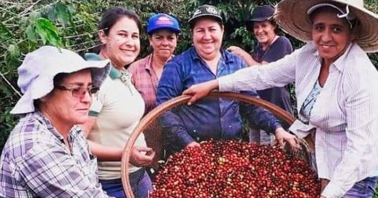 O café especial premiado mundialmente das mulheres do Paraná