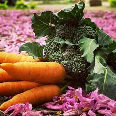 Feira Orgânica do Esplanada: quando alimento, arte e cuidado devolvem sentido à cidade