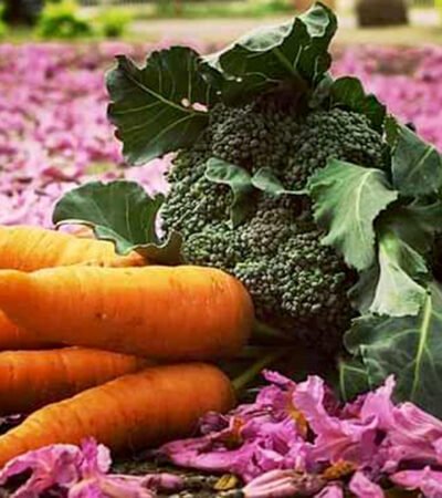 Feira Orgânica do Esplanada: quando alimento, arte e cuidado devolvem sentido à cidade