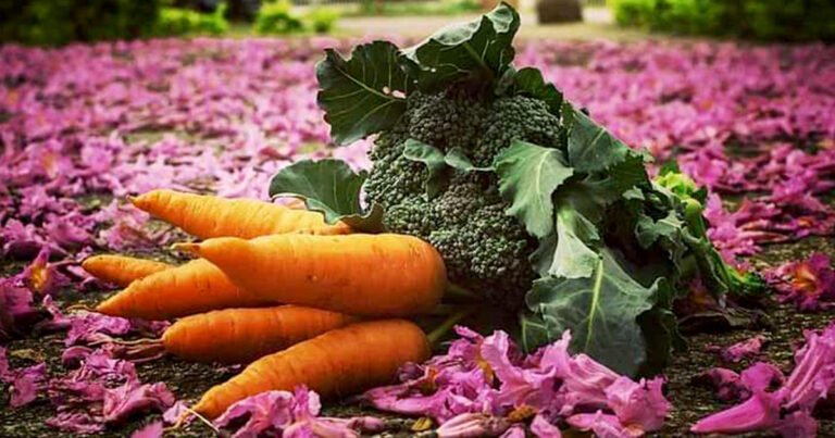 Feira Orgânica do Esplanada: quando alimento, arte e cuidado devolvem sentido à cidade