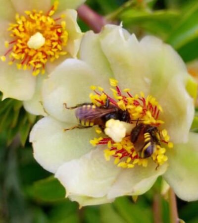 O fio de mel que ainda nos liga à terra